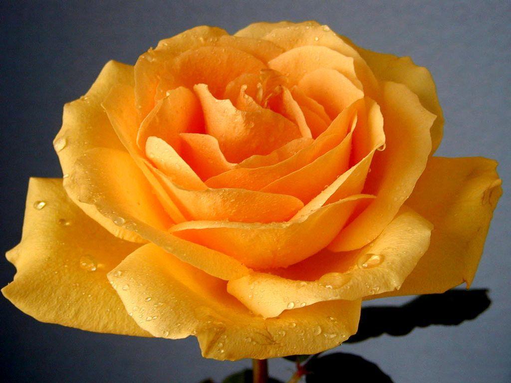 Yellow Rose Flower Wallpapers Wallpaper Cave