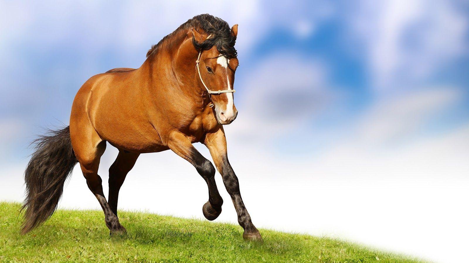 Free Horse Screensavers And Wallpapers Wallpaper Cave