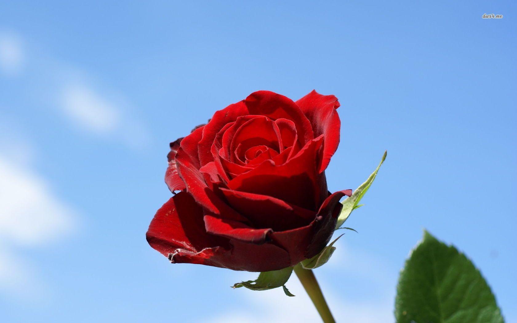 Red Rose Flowers Wallpapers Wallpaper Cave