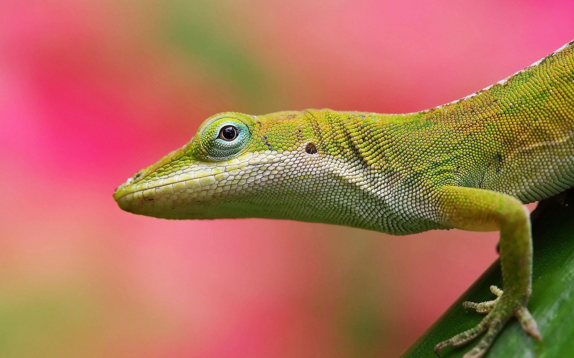 Lizard Wallpapers Wallpaper Cave