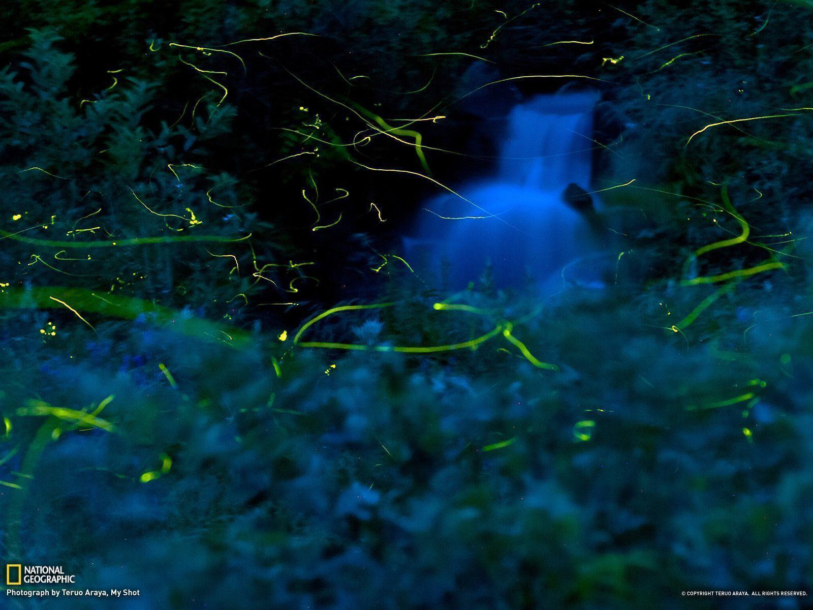 Fireflies Wallpapers Wallpaper Cave