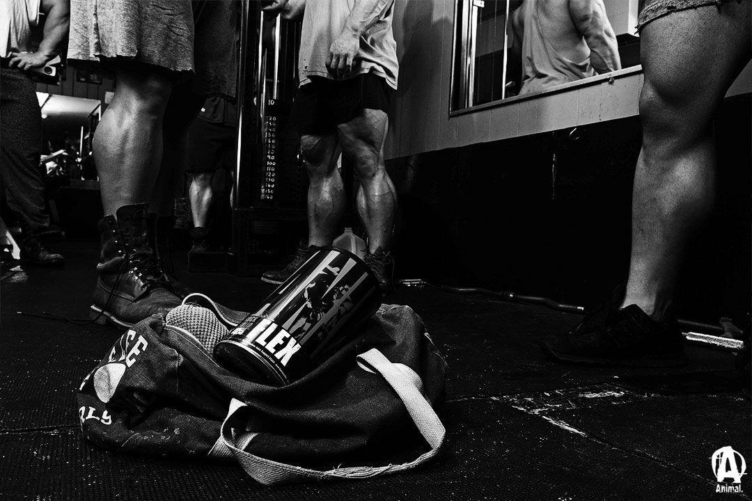 Animal Pak Wallpapers Wallpaper Cave