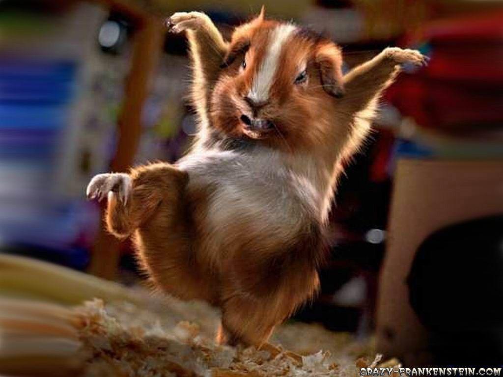 Funny Animal Backgrounds Wallpaper Cave