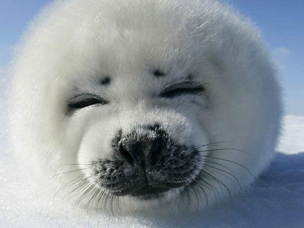Baby Seal Wallpapers Wallpaper Cave