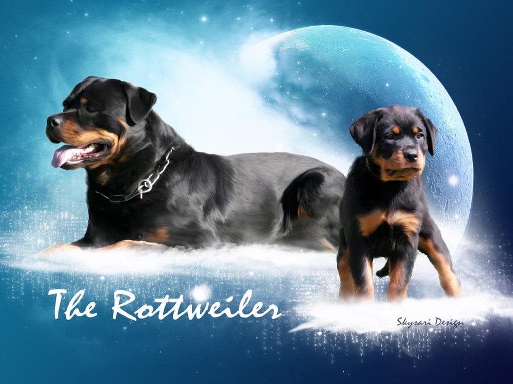 Rottweiler Wallpapers Wallpaper Cave