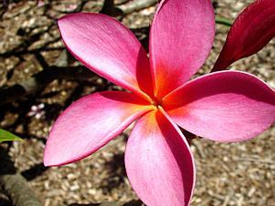 Fuschia Wallpapers Wallpaper Cave