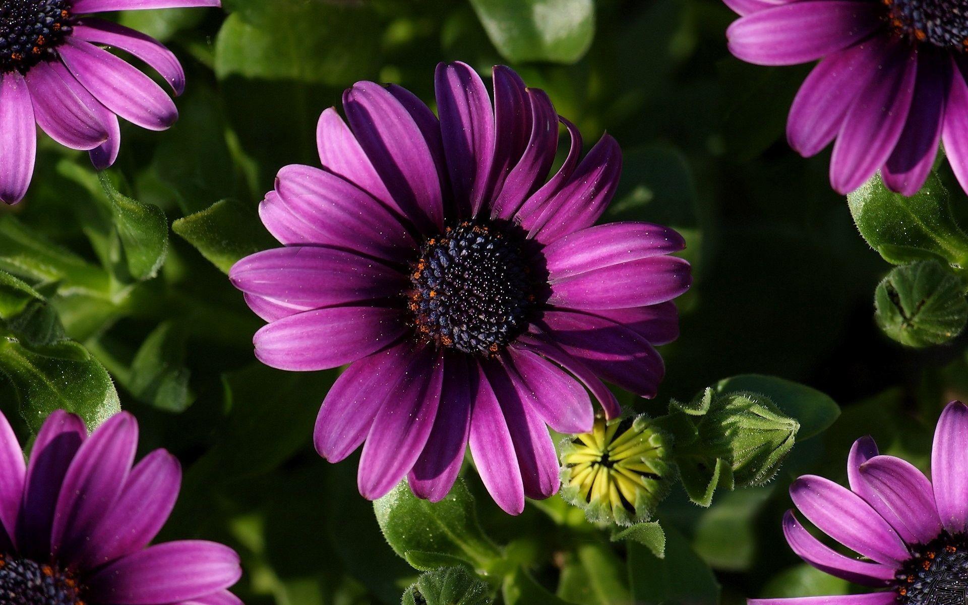 HD Wallpapers Flowers Wallpaper Cave