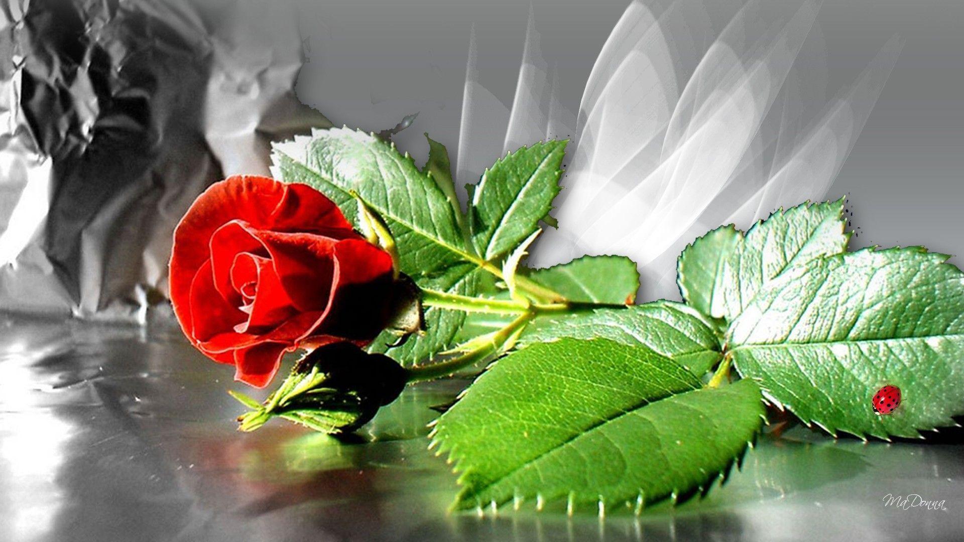 Single Red Rose Wallpapers Wallpaper Cave