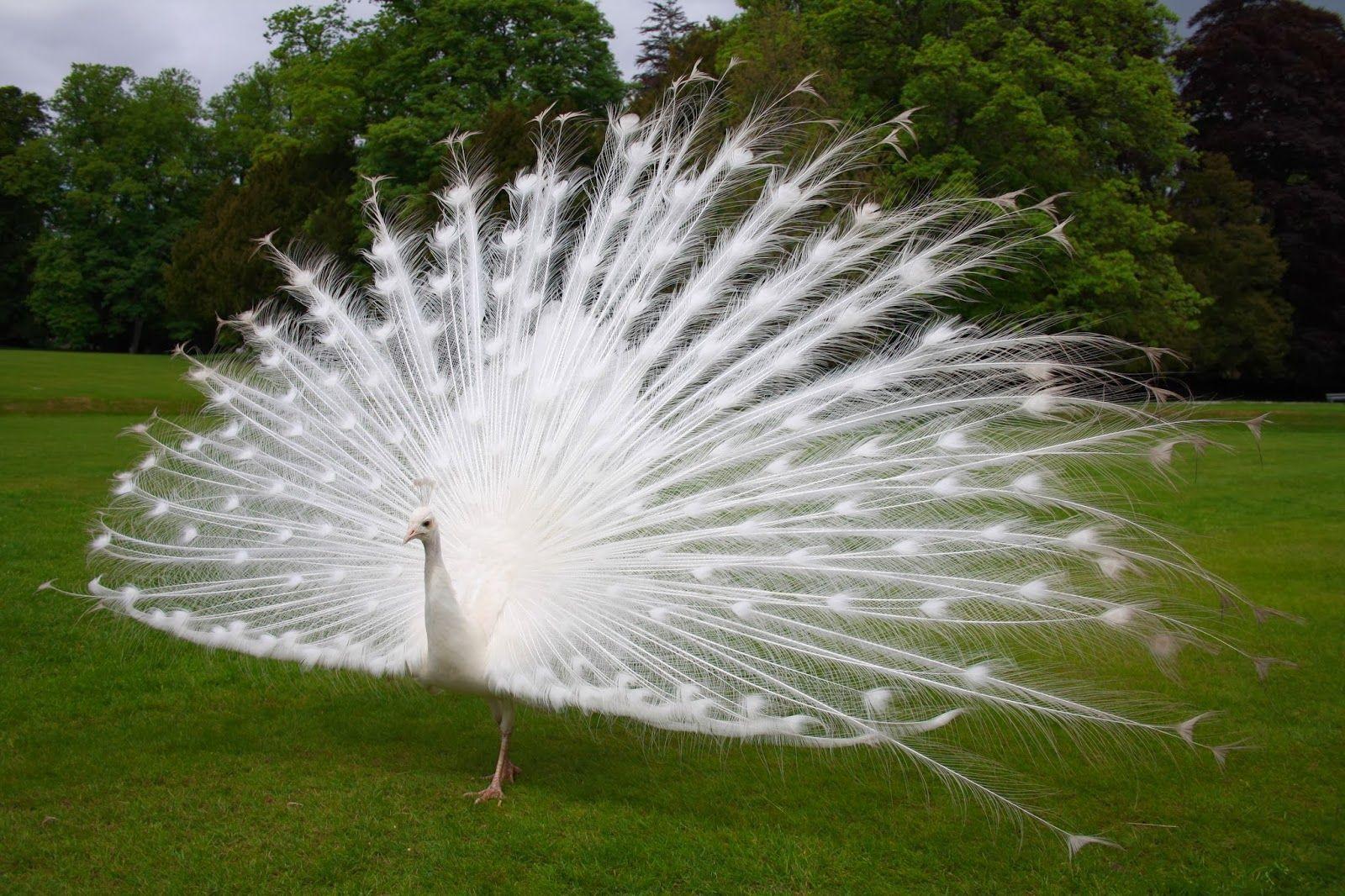 White Peacock Wallpapers Wallpaper Cave