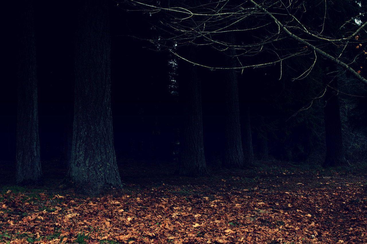 Dark Woods Wallpapers Wallpaper Cave