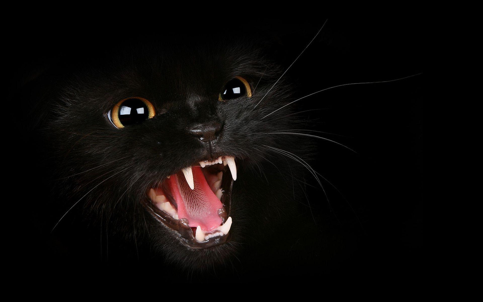 Wallpapers Black Cat Wallpaper Cave