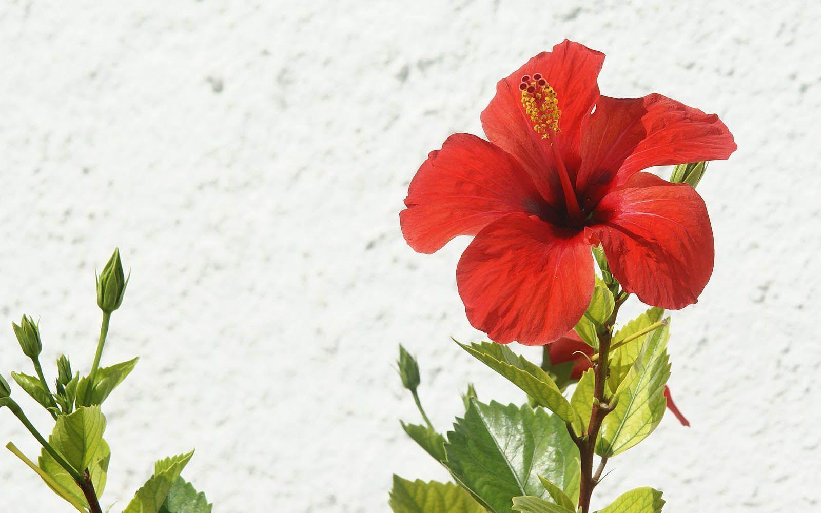 Hibiscus Flower Wallpapers Wallpaper Cave