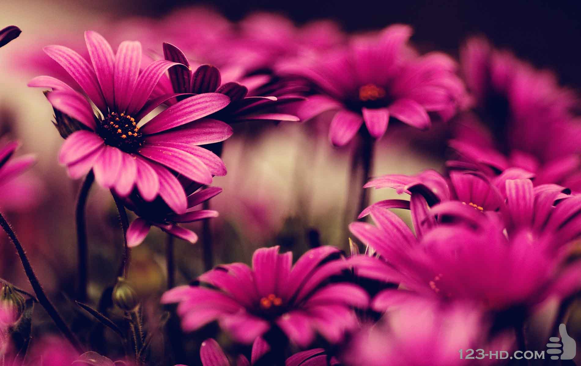 Pink Daisy Wallpapers Wallpaper Cave