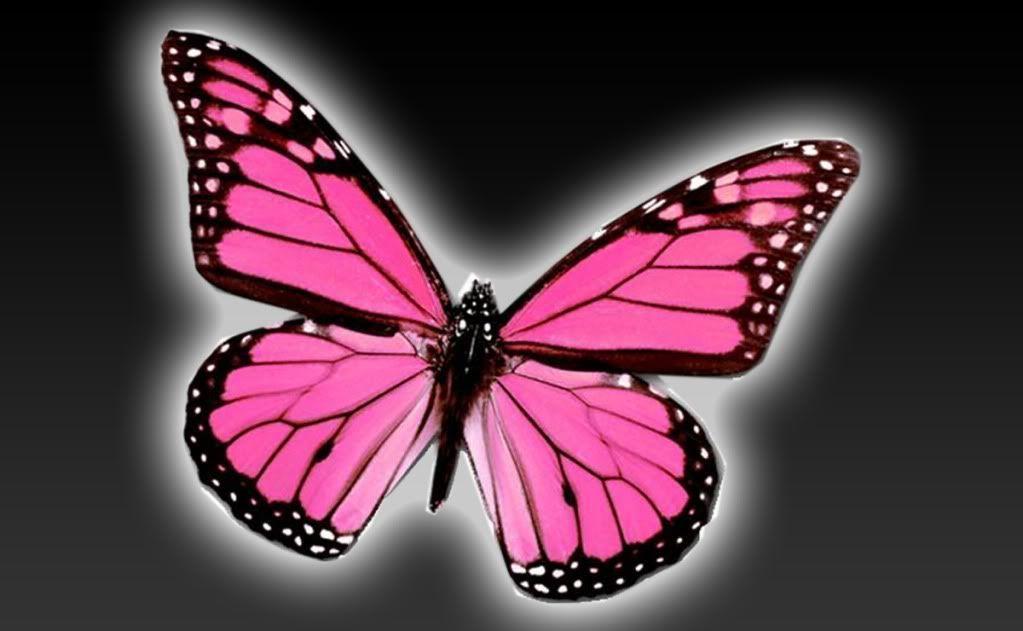 Pink Butterfly Backgrounds Wallpaper Cave