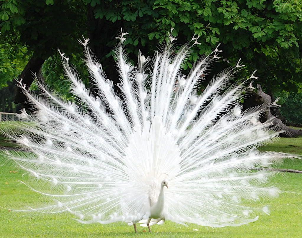 White Peacock Wallpapers Wallpaper Cave