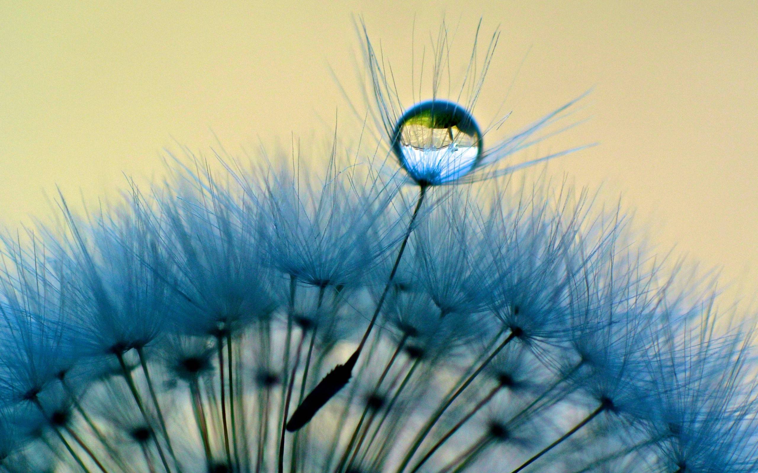 Dandelion Backgrounds Wallpaper Cave