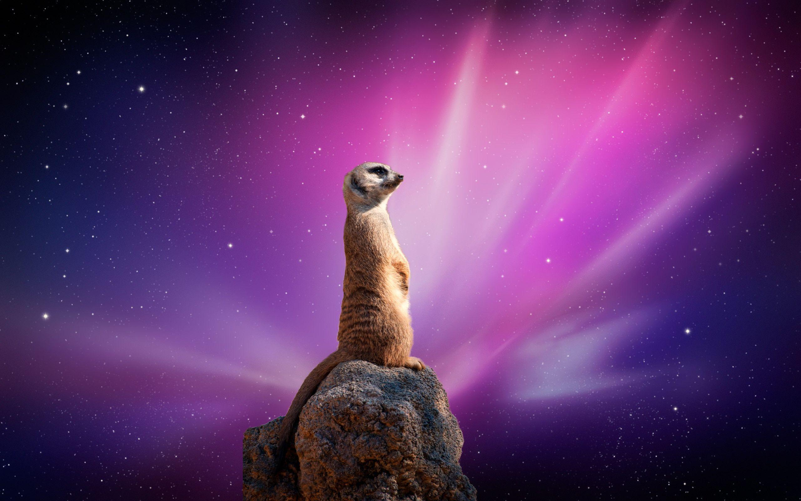 Meerkat Wallpapers Wallpaper Cave