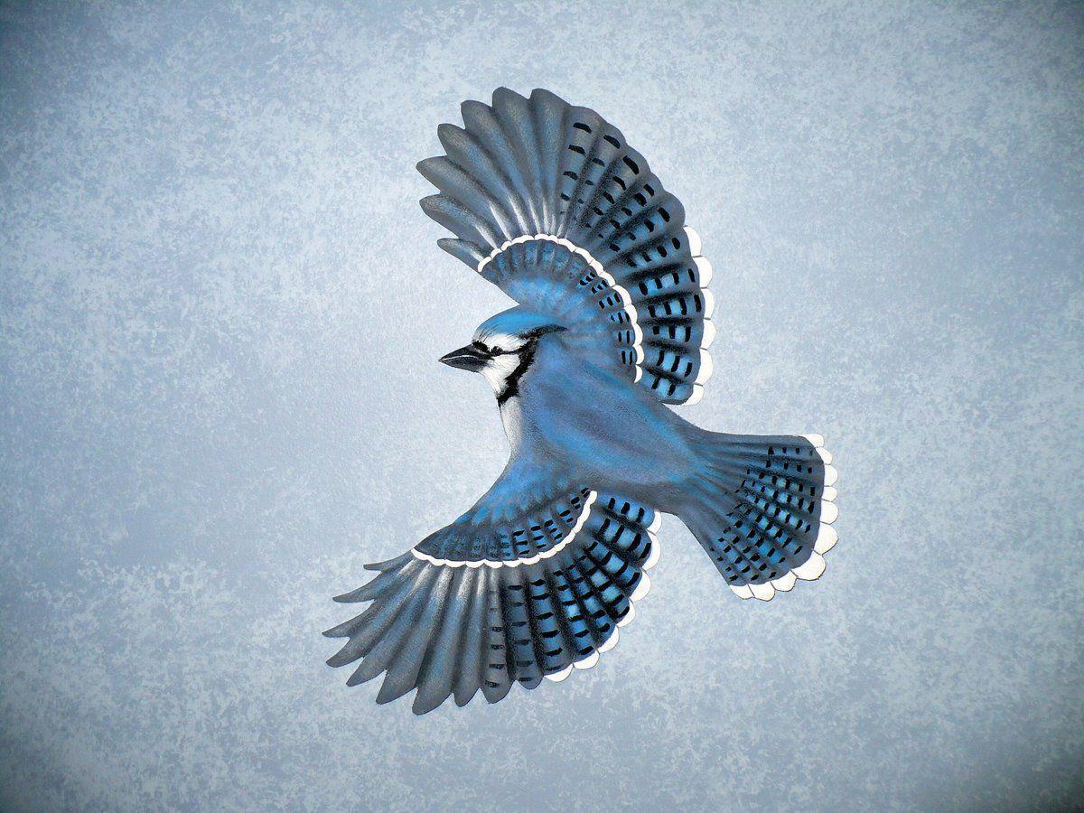 Blue Jay Wallpapers Wallpaper Cave