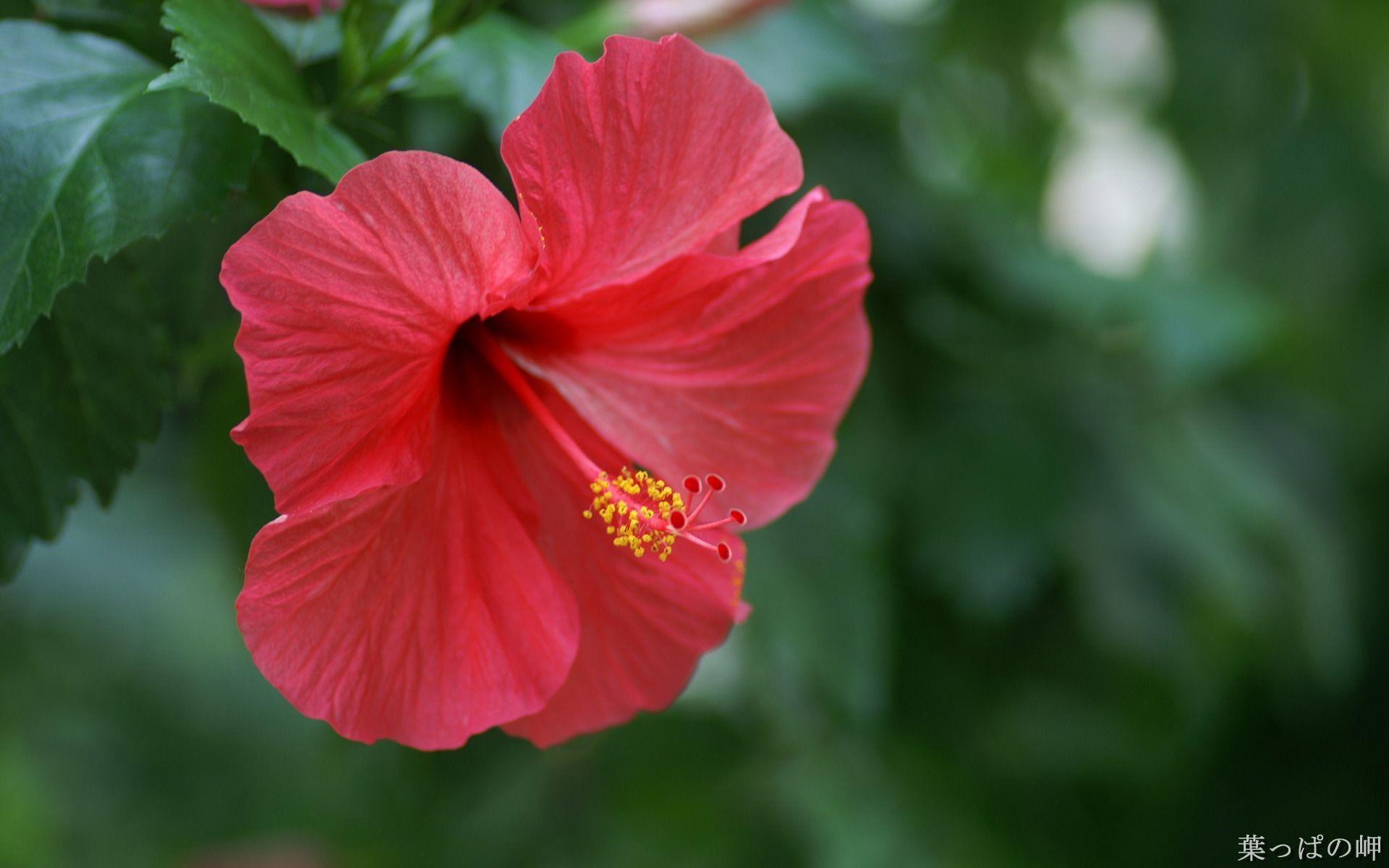 Hibiscus Flower Wallpapers Wallpaper Cave