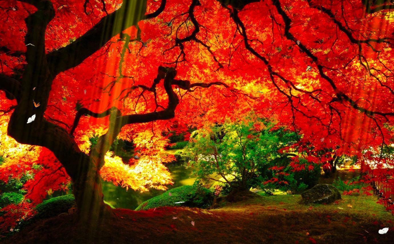 Active Wallpapers Wallpaper Cave