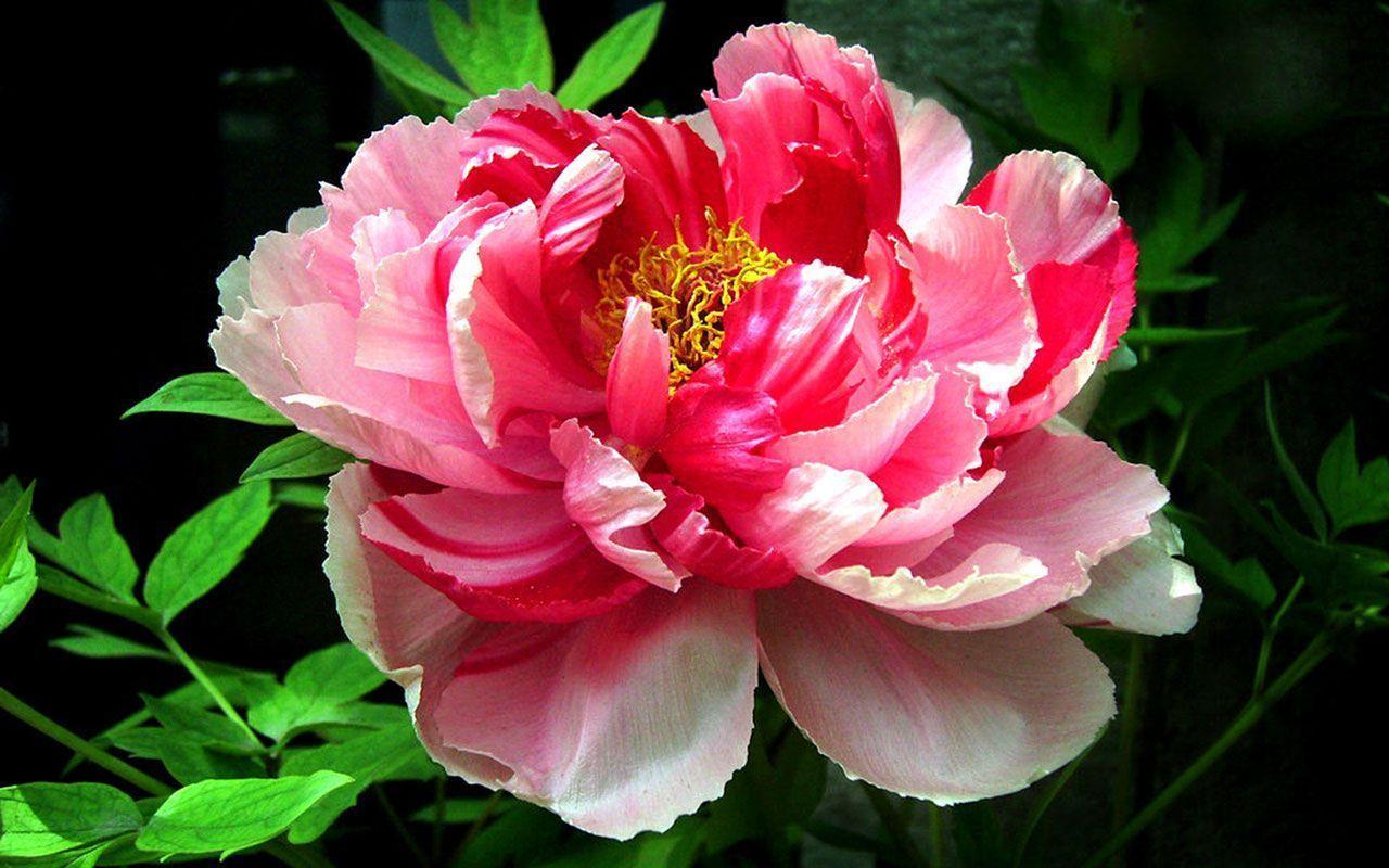 Peony Flower Wallpapers Wallpaper Cave