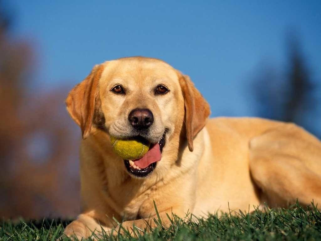 Yellow Lab Wallpapers Wallpaper Cave