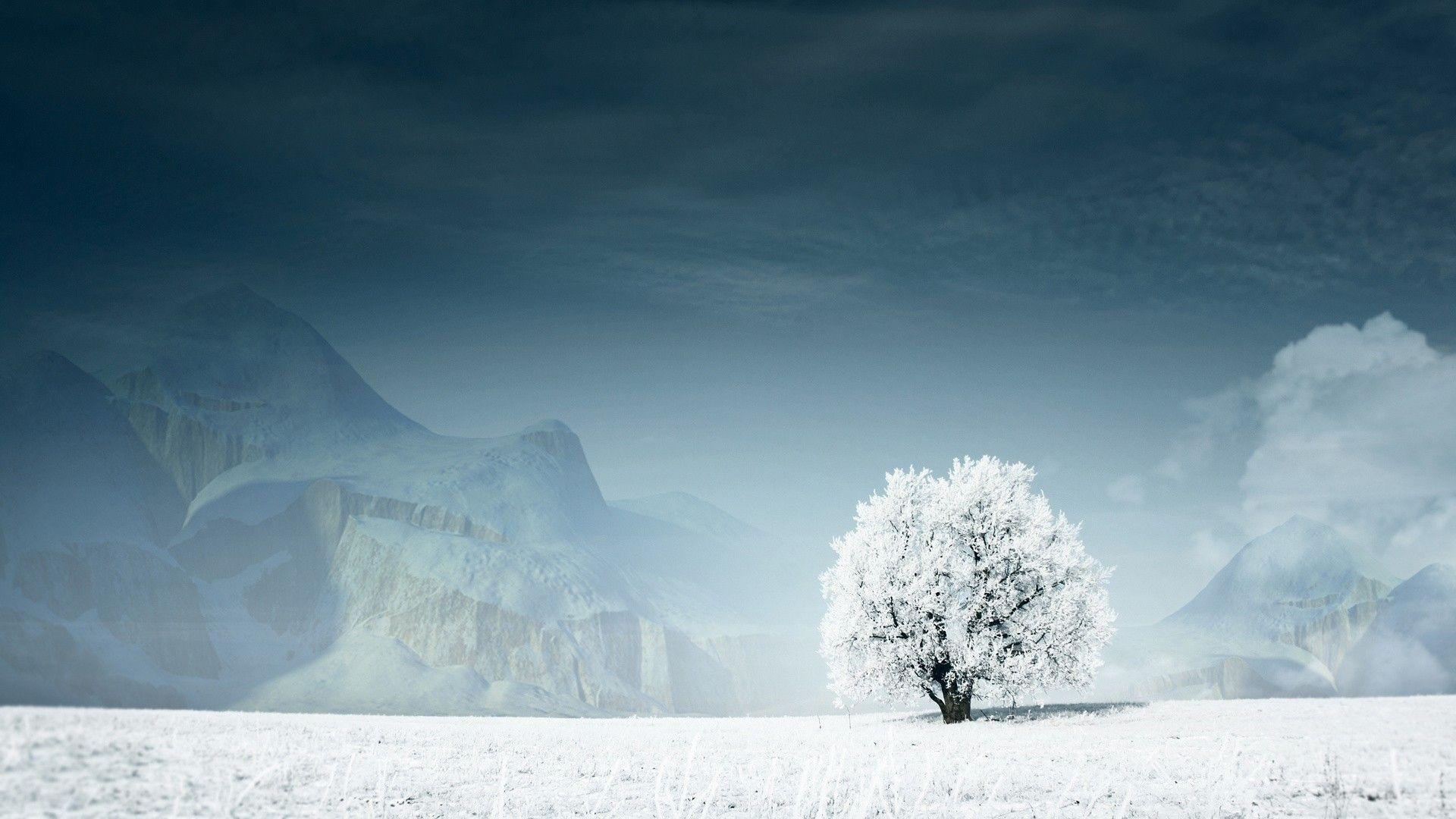 Winter Tree Wallpapers Wallpaper Cave