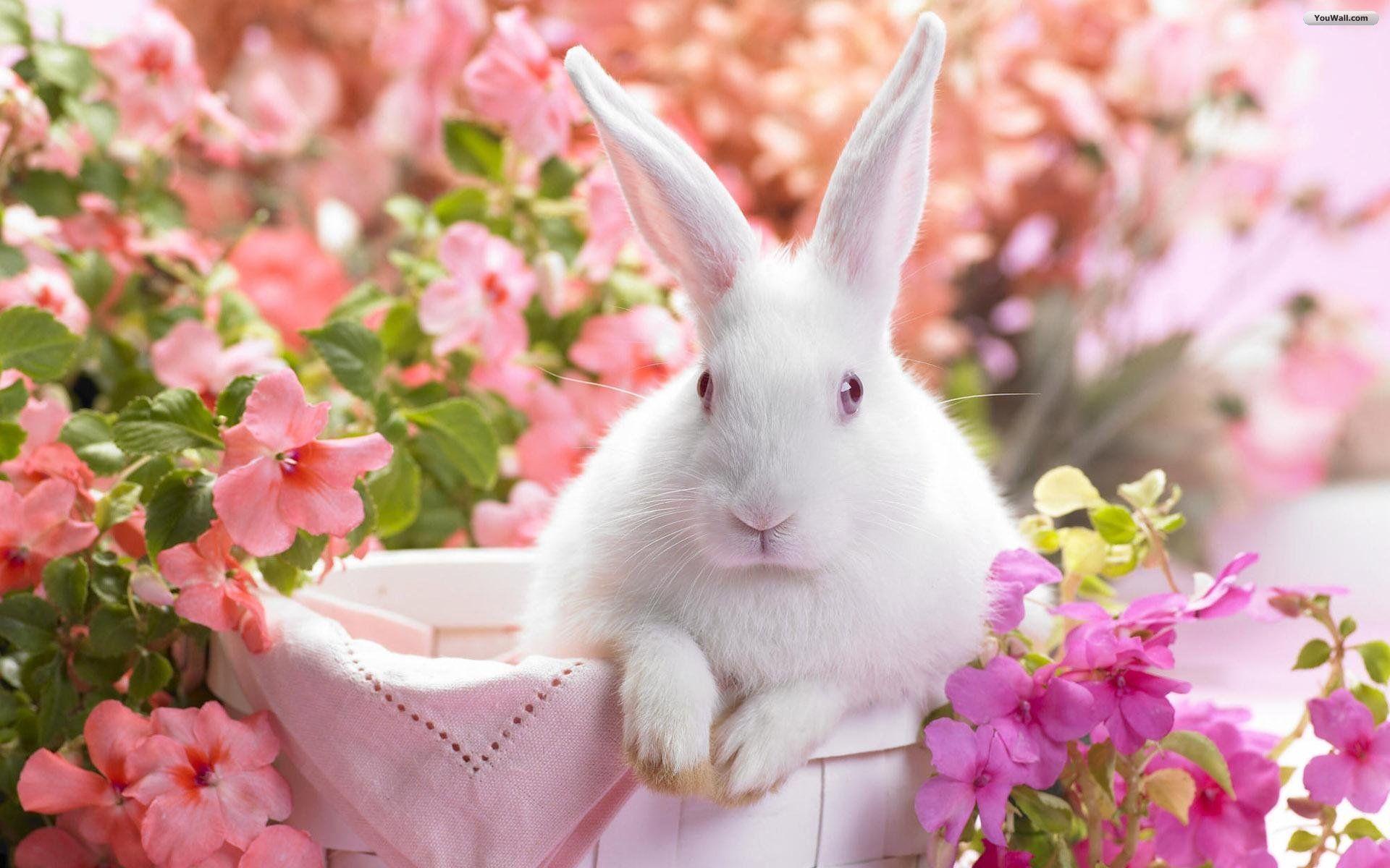 Cute Bunny Backgrounds Wallpaper Cave
