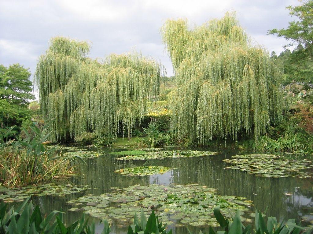 Weeping Willow Wallpapers Wallpaper Cave