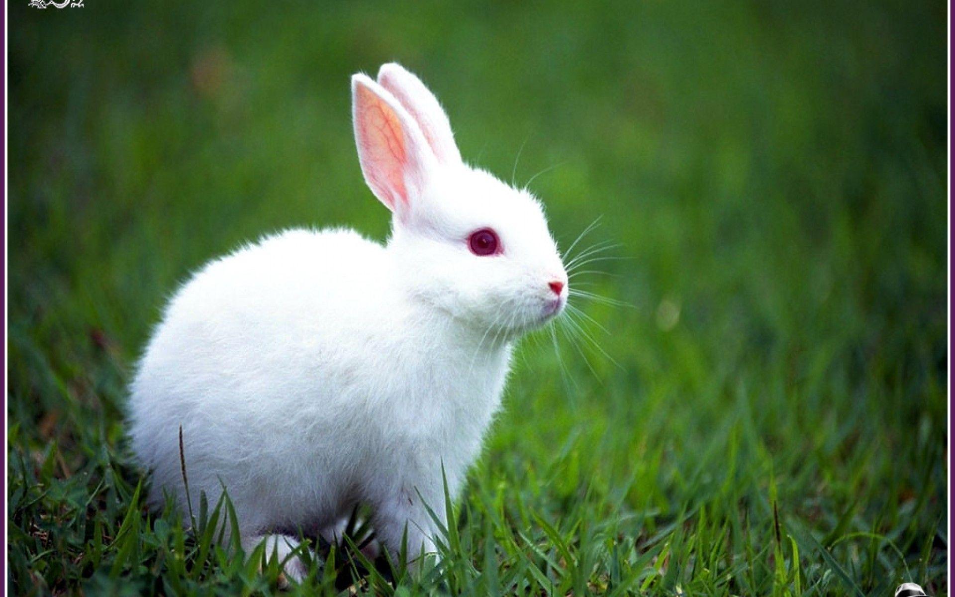 Rabbit Wallpapers Wallpaper Cave