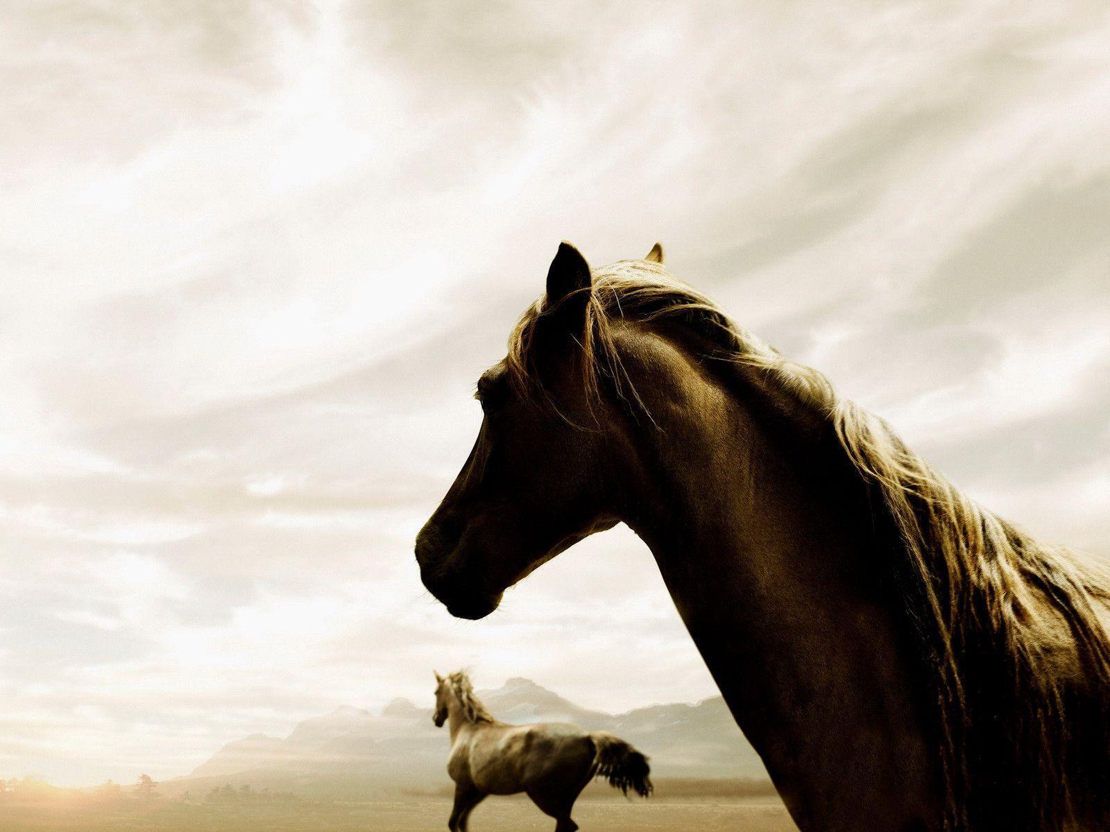 Free Horse Wallpapers For Computer Wallpaper Cave