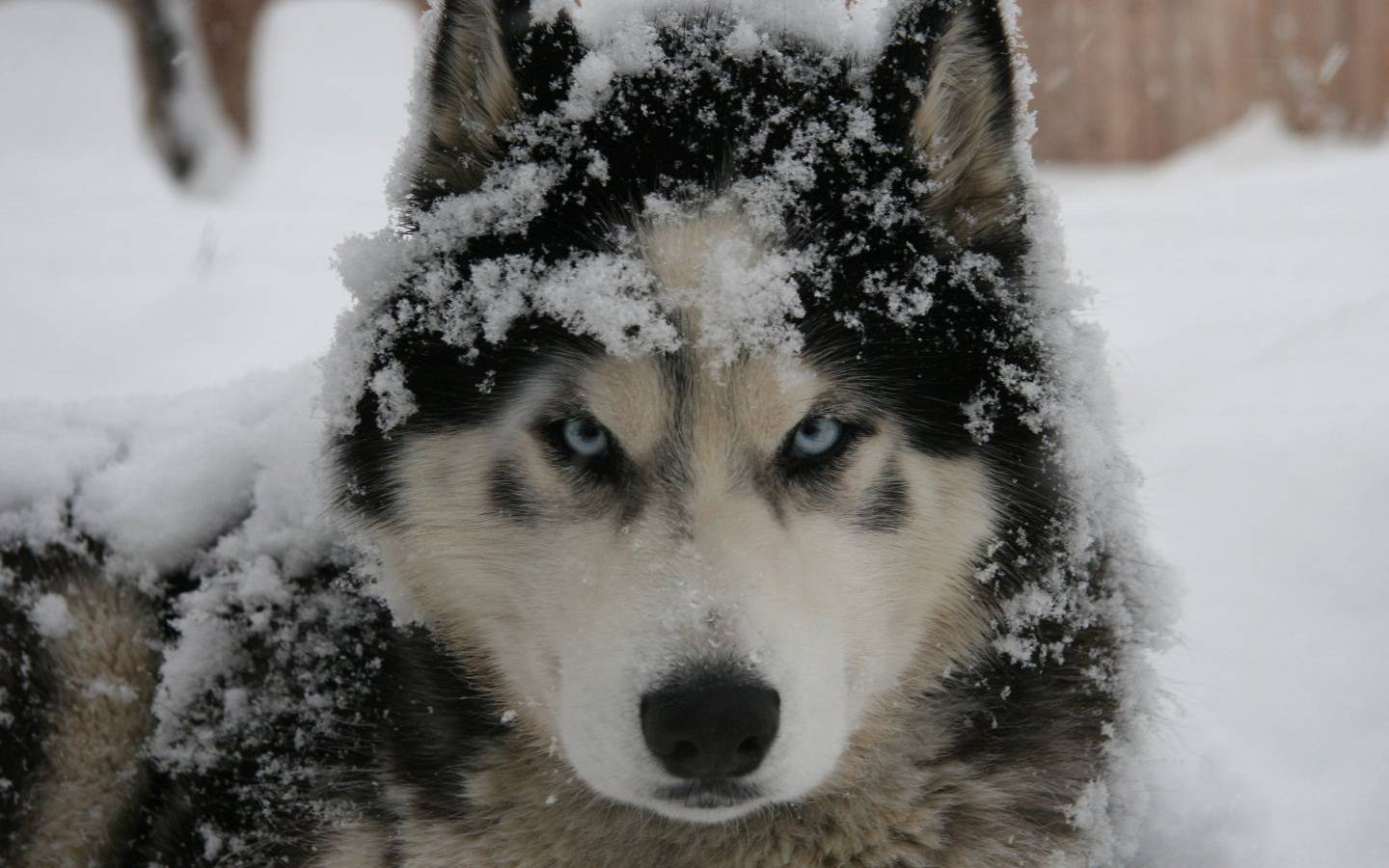 Siberian Husky Wallpapers Wallpaper Cave