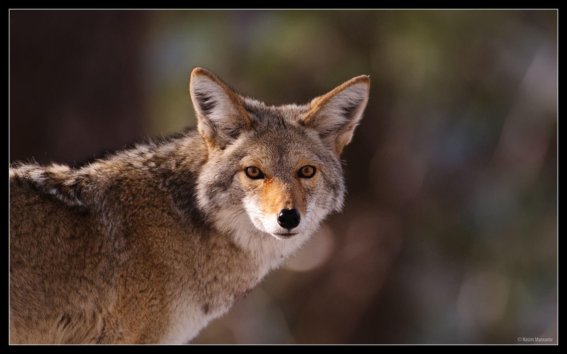 Coyote Wallpapers Wallpaper Cave