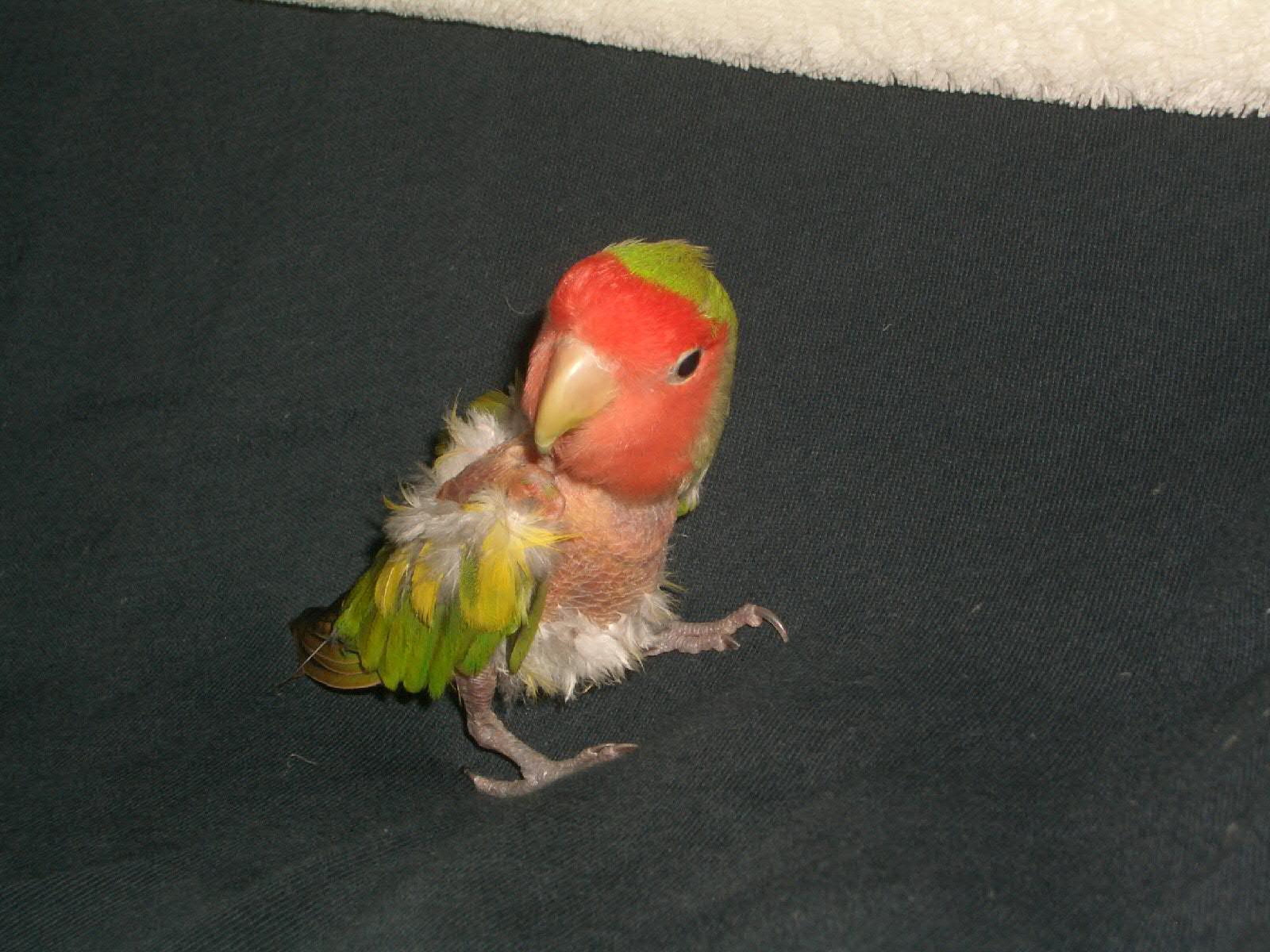 Lovebird Wallpapers Wallpaper Cave