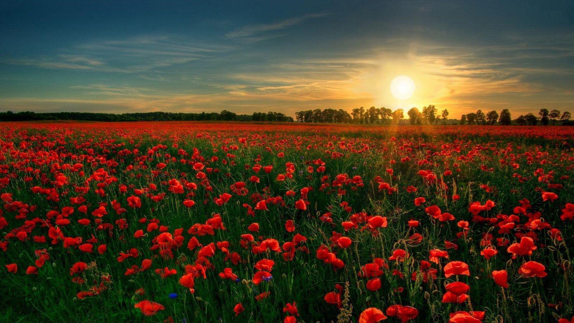 Red Poppy Wallpapers Wallpaper Cave