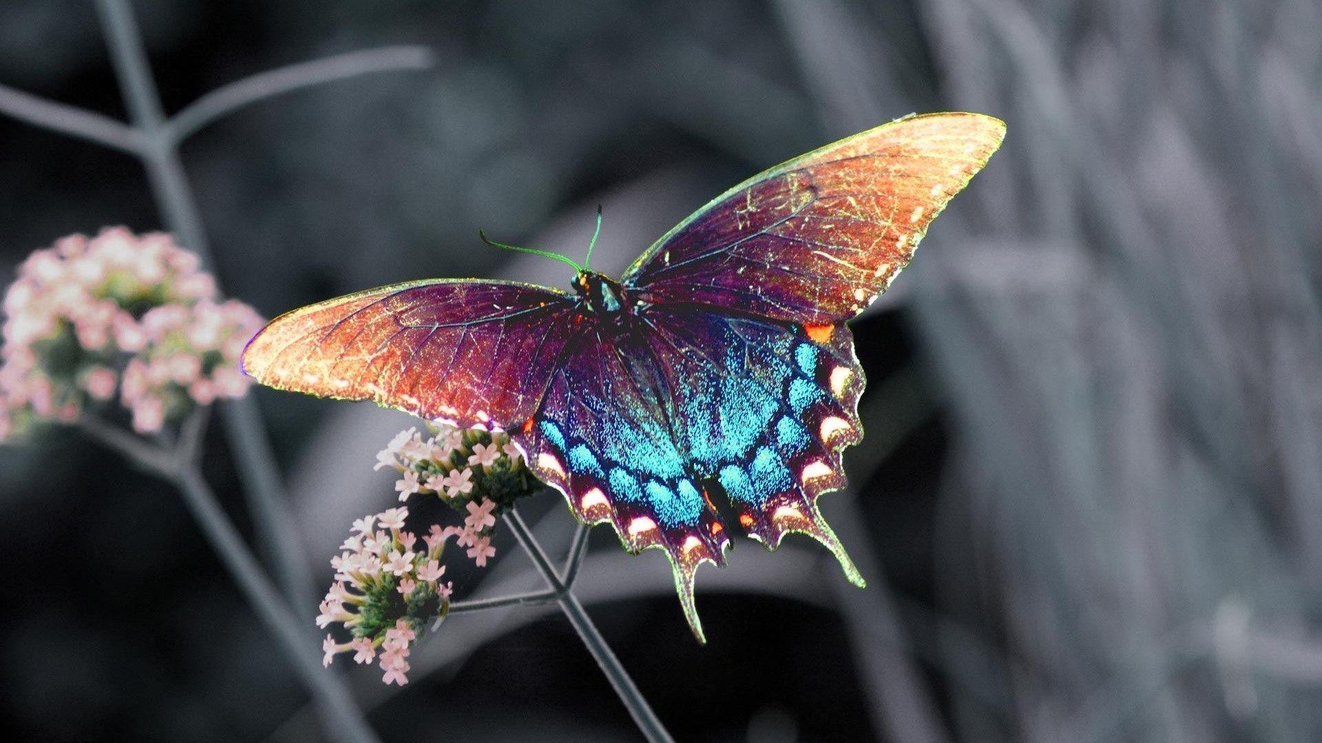 Butterfly Wallpapers HD Wallpaper Cave