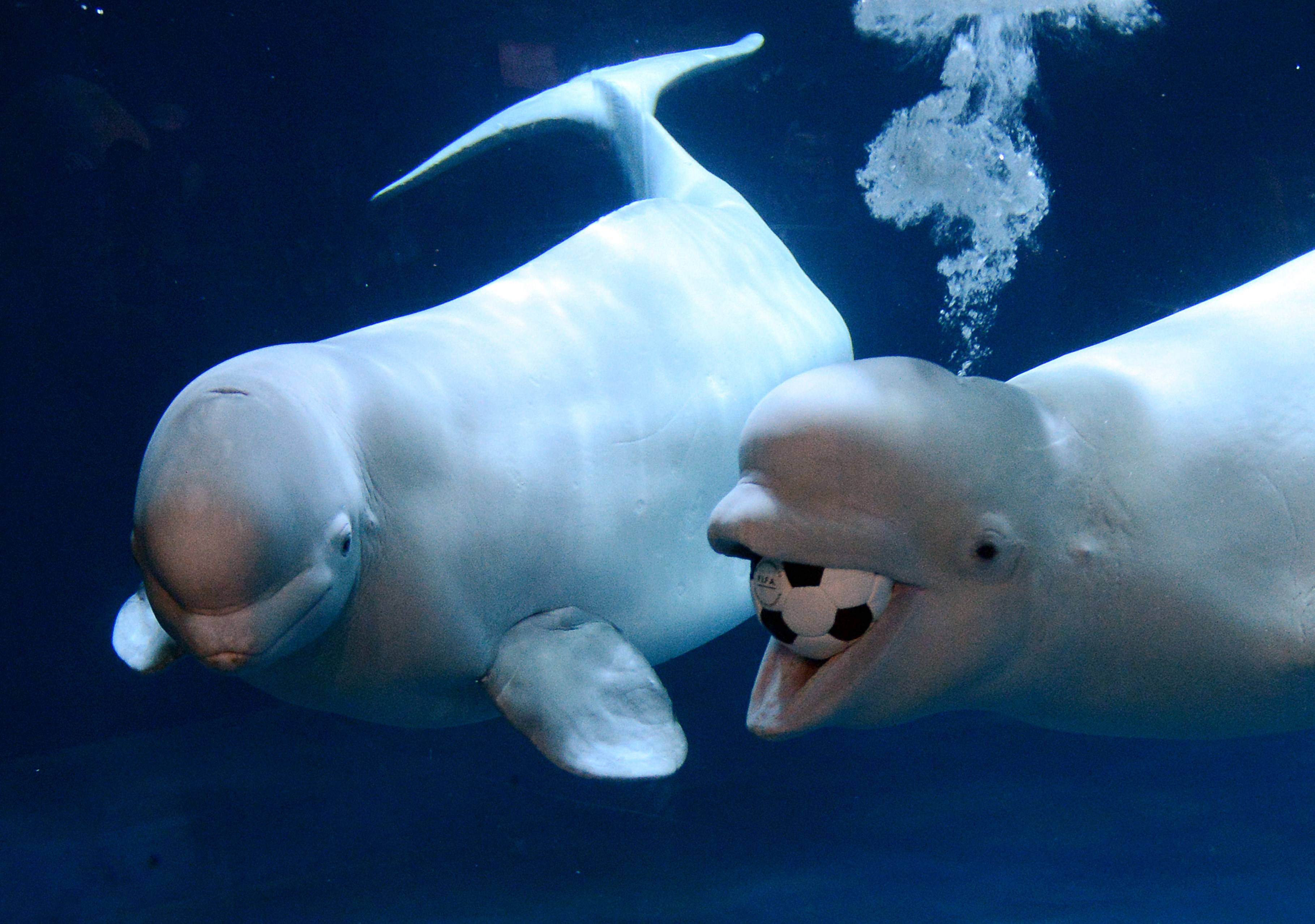 Beluga Whale Wallpapers Wallpaper Cave