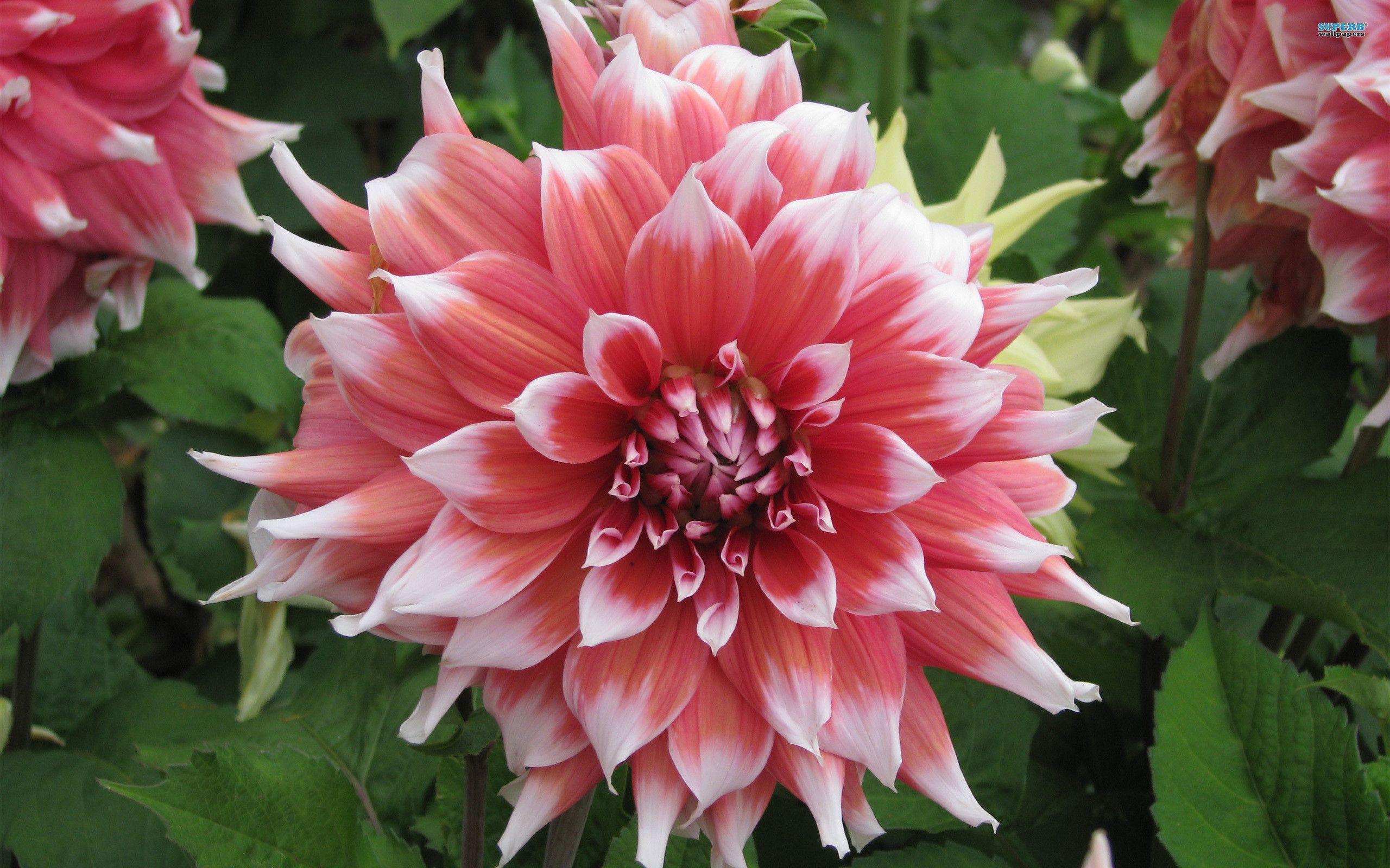 Dahlia Wallpapers Wallpaper Cave