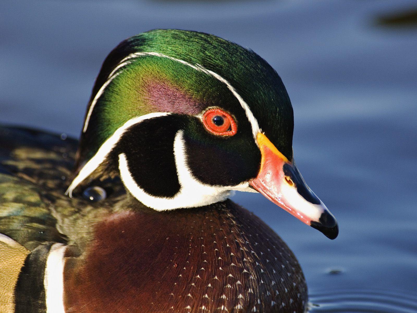 Wood Duck Wallpapers Wallpaper Cave