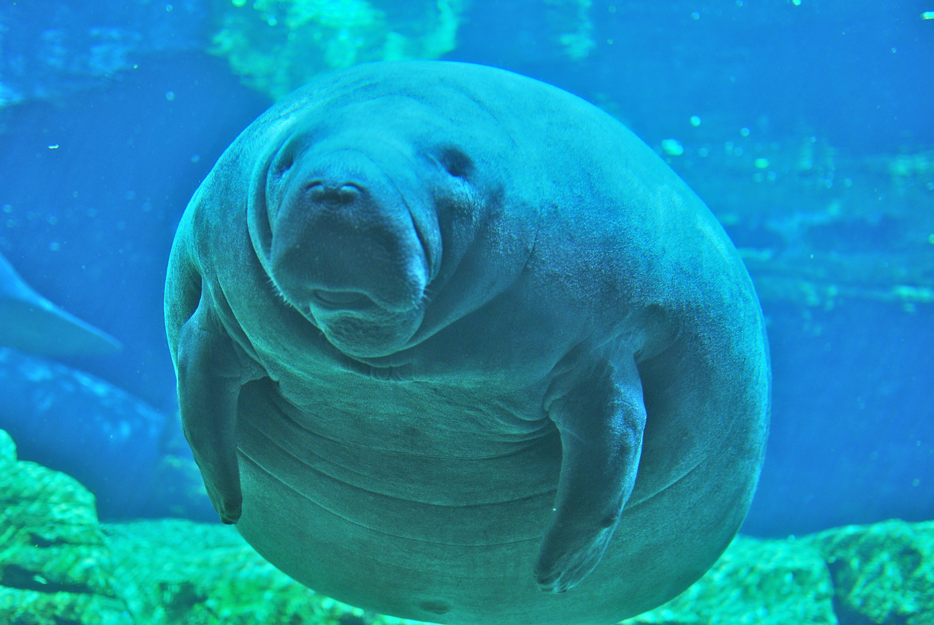 Manatee Wallpapers Wallpaper Cave