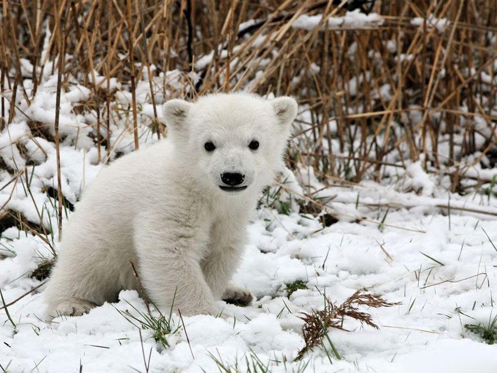 Baby Polar Bear Wallpapers Wallpaper Cave