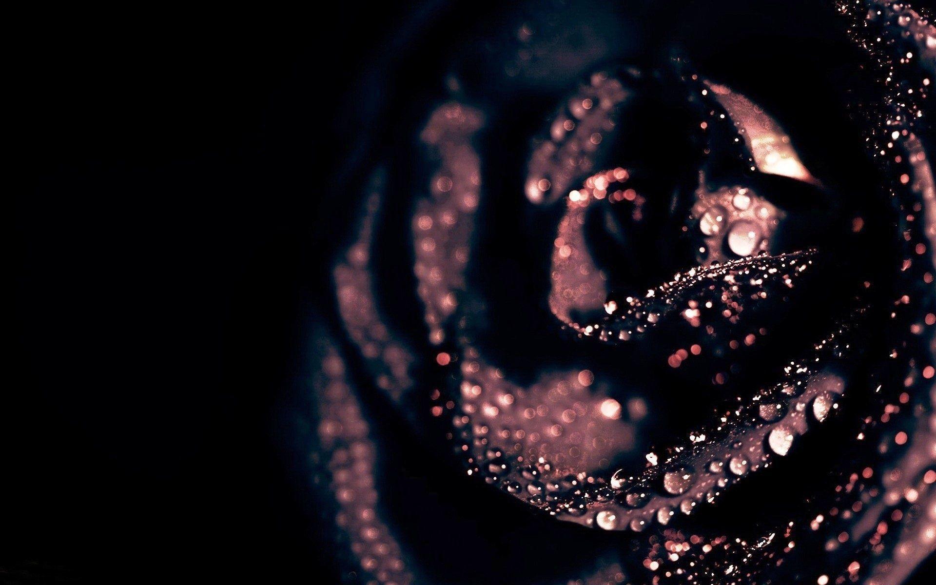 Black Rose Wallpapers Wallpaper Cave