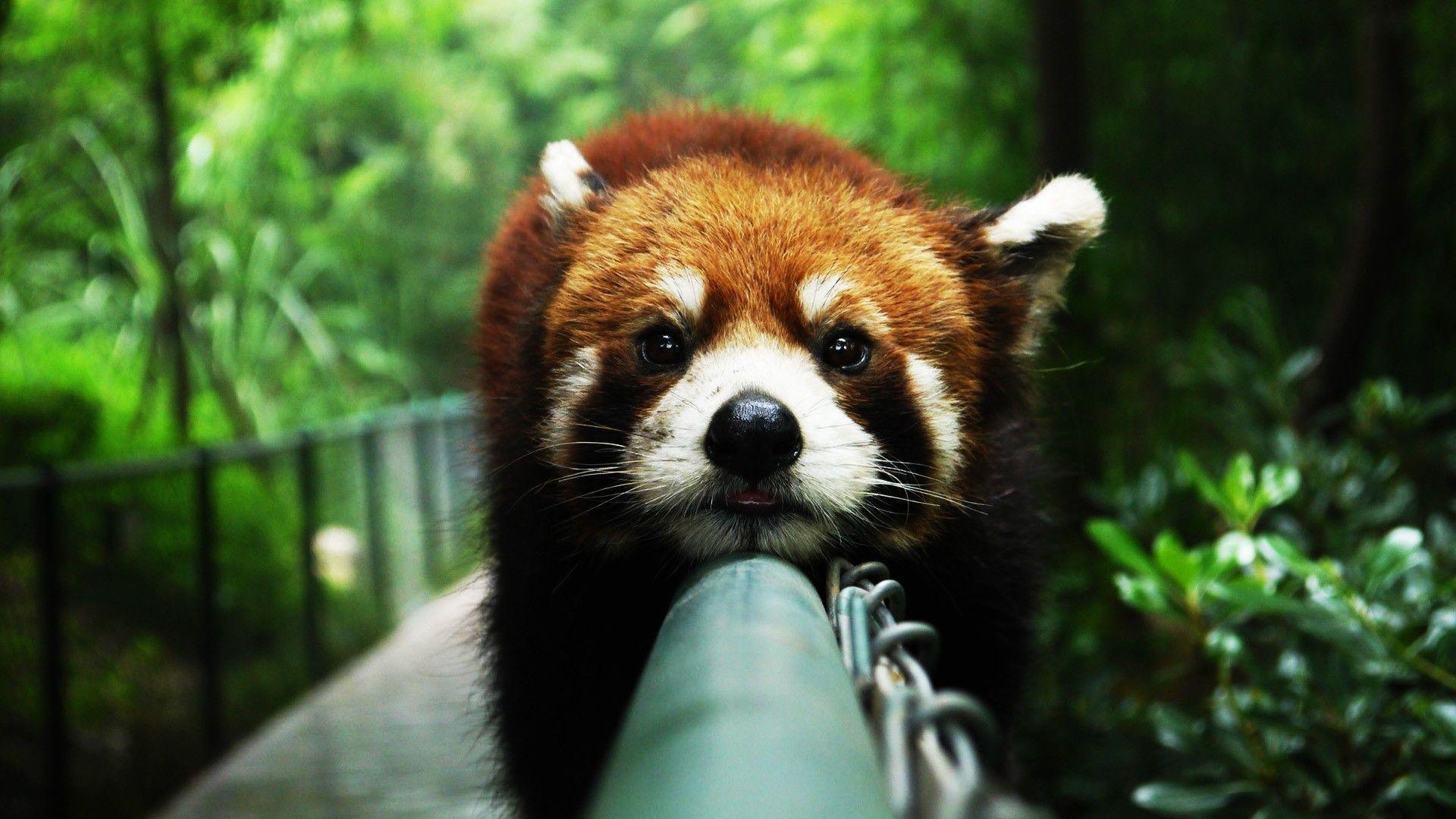 Red Panda Backgrounds Wallpaper Cave