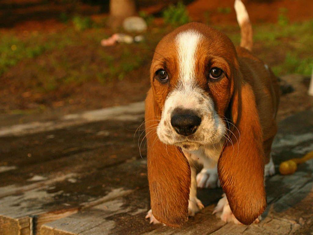 Basset Hound Wallpapers Wallpaper Cave