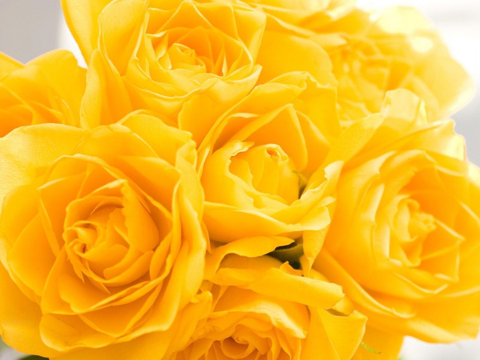 Yellow Roses Wallpapers Wallpaper Cave