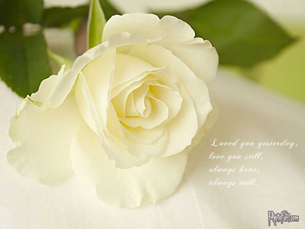 White Rose Wallpapers Wallpaper Cave
