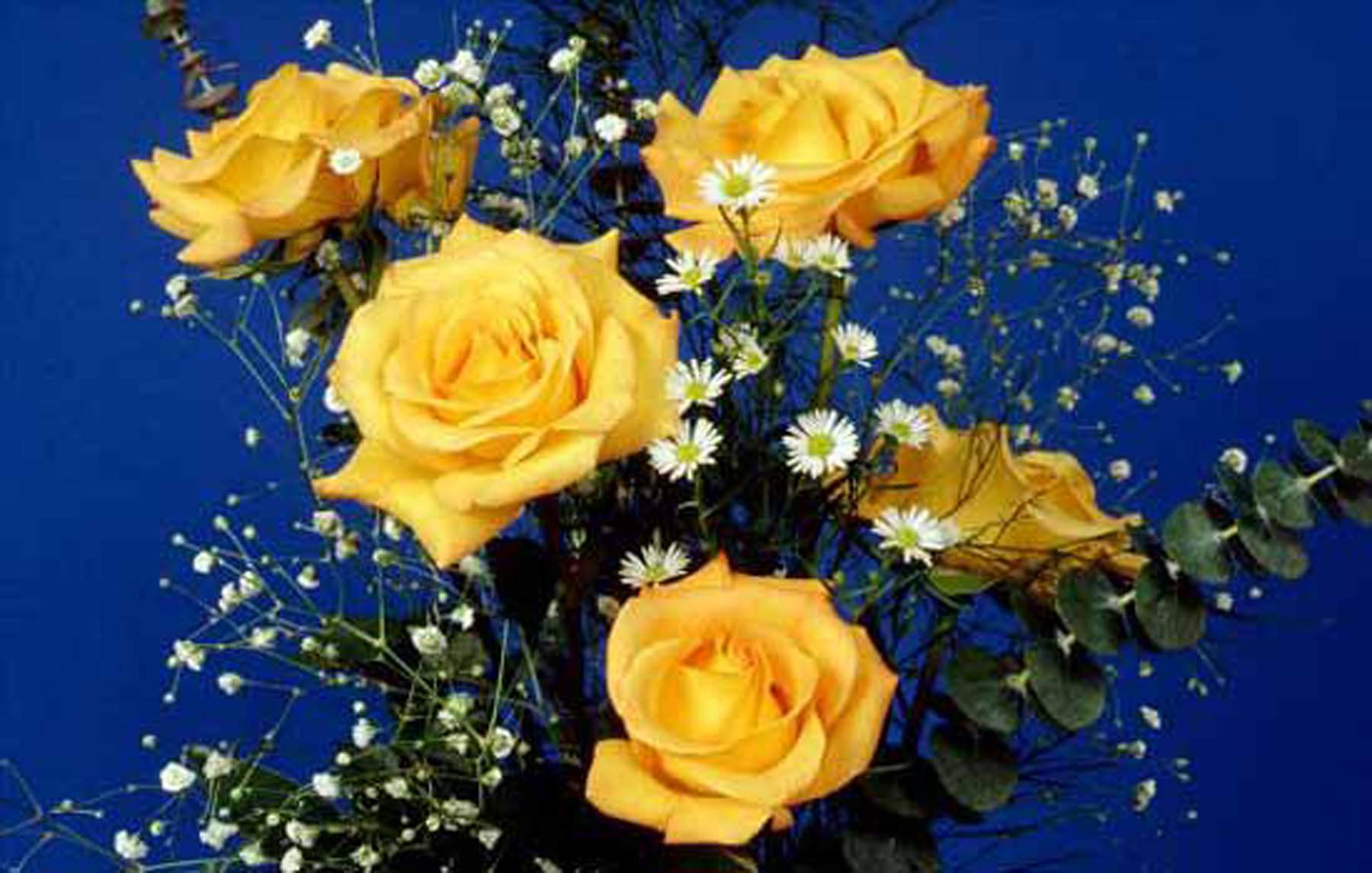 Yellow Rose Flower Wallpapers Wallpaper Cave