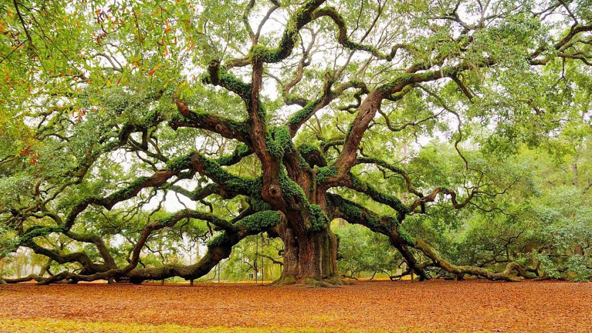 Oak Tree Wallpapers Wallpaper Cave