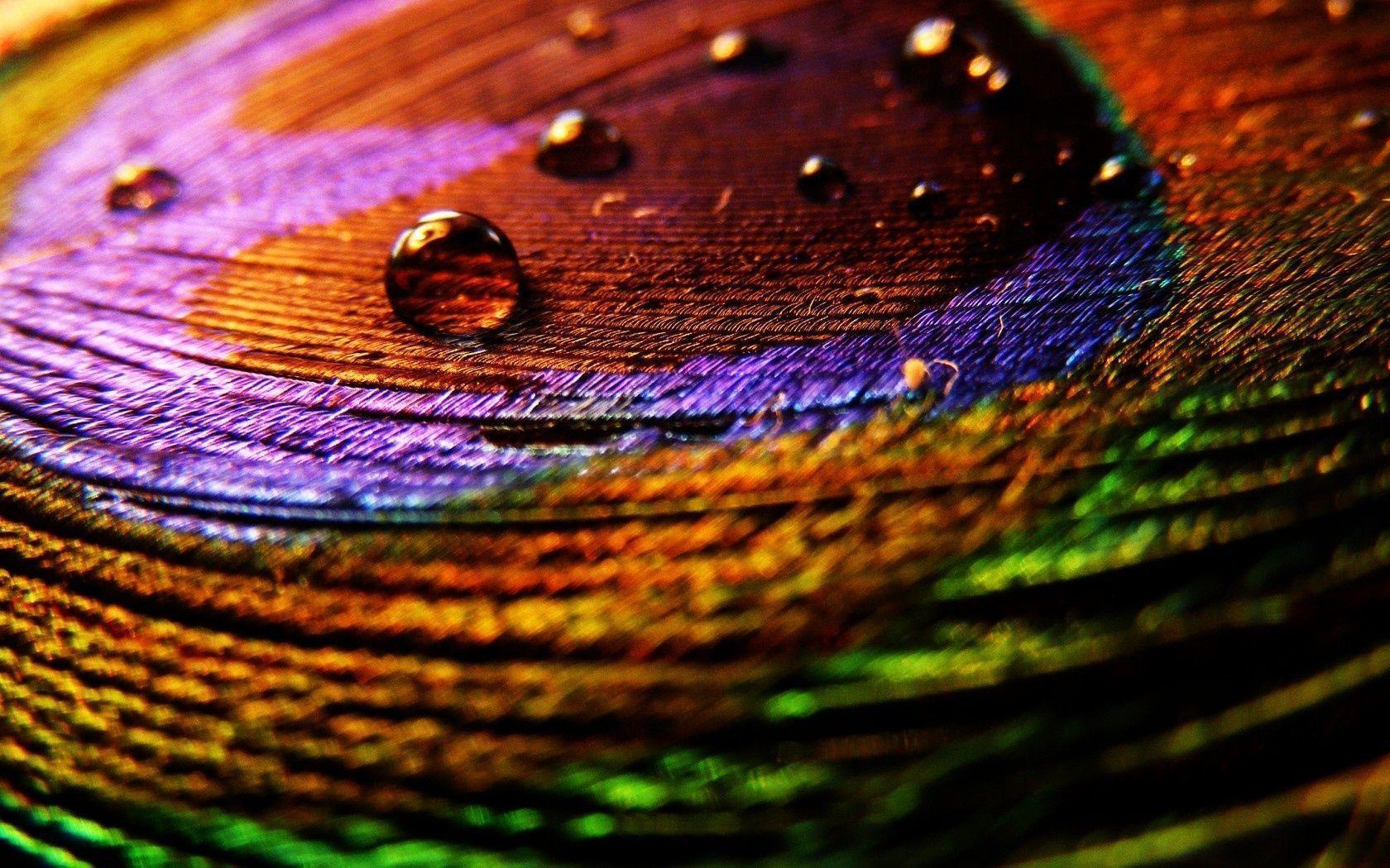Peacock Feather Backgrounds Wallpaper Cave