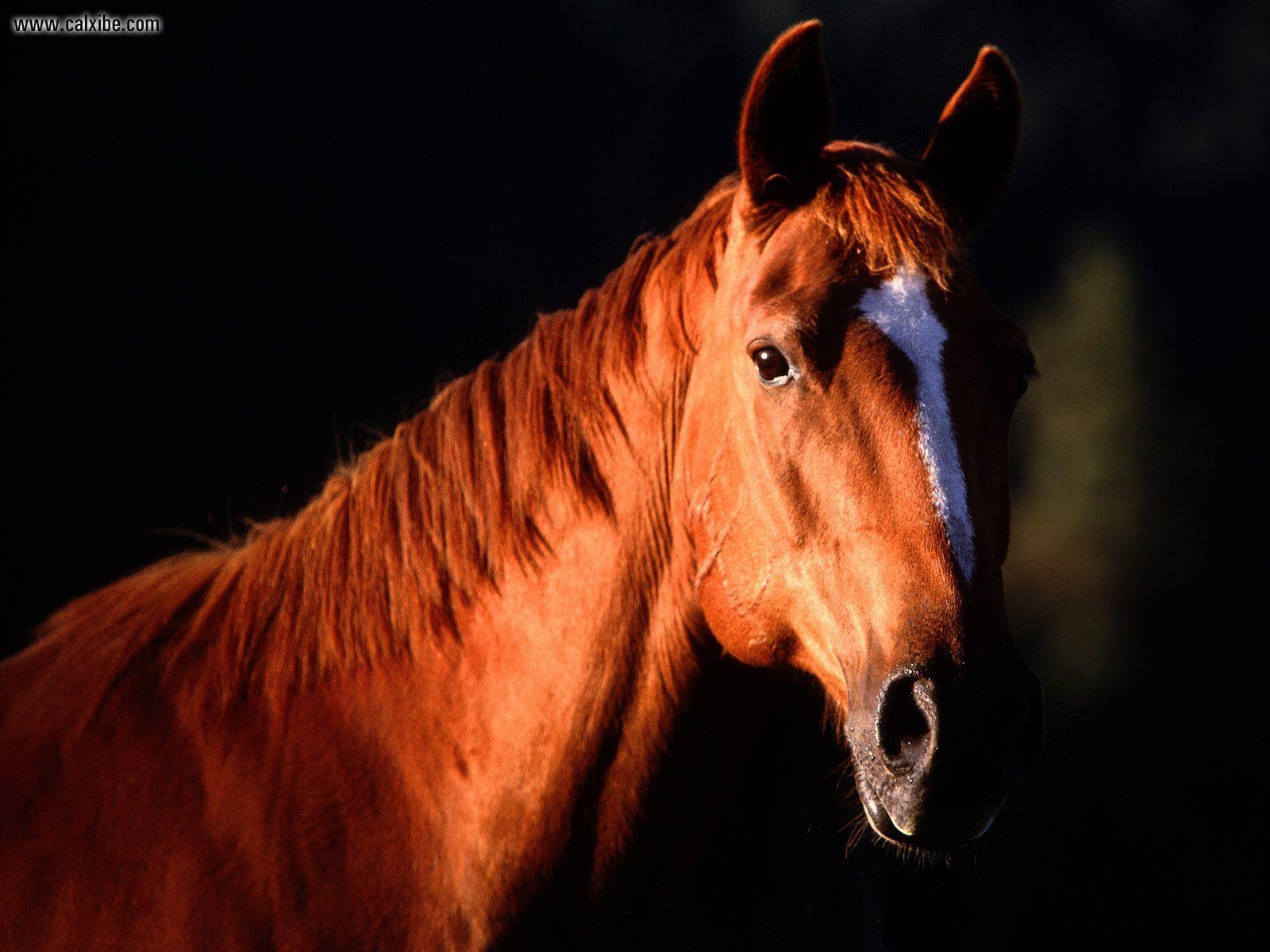 Quarter Horse Wallpapers Wallpaper Cave